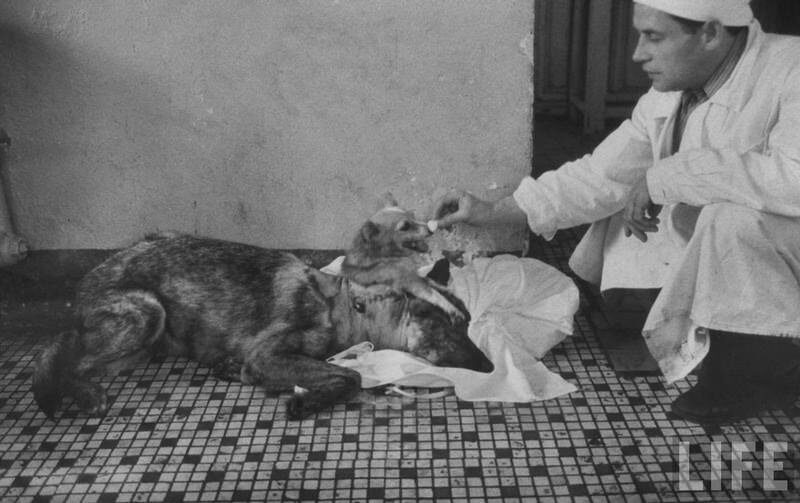 çift başlı köpek