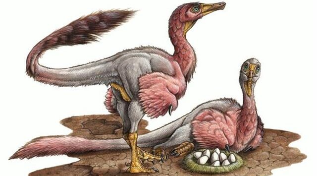 kuş fosilinde yumurta bulundu