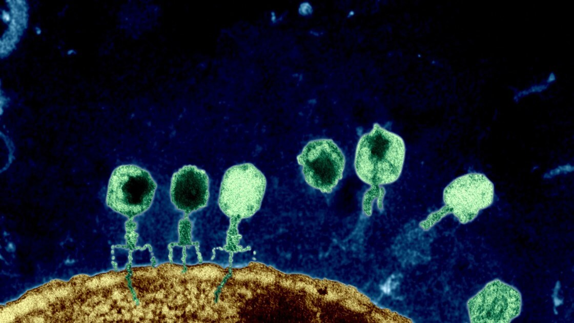 Bakteriyofaj Tedavisi